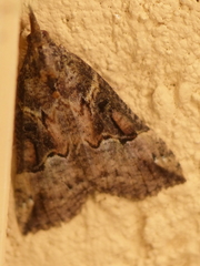 Hypena decorata