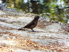Haemorhous mexicanus
