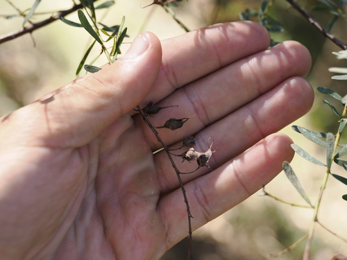 Image of Pultenaea euchila by (c) Lucas Christofides, some rights reserved (CC BY)