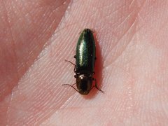 Nitidolimonius resplendens