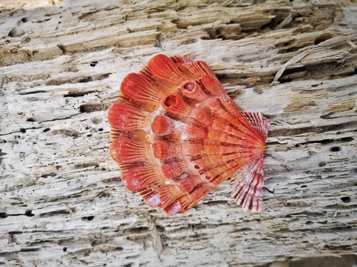 Nodipecten fragosus