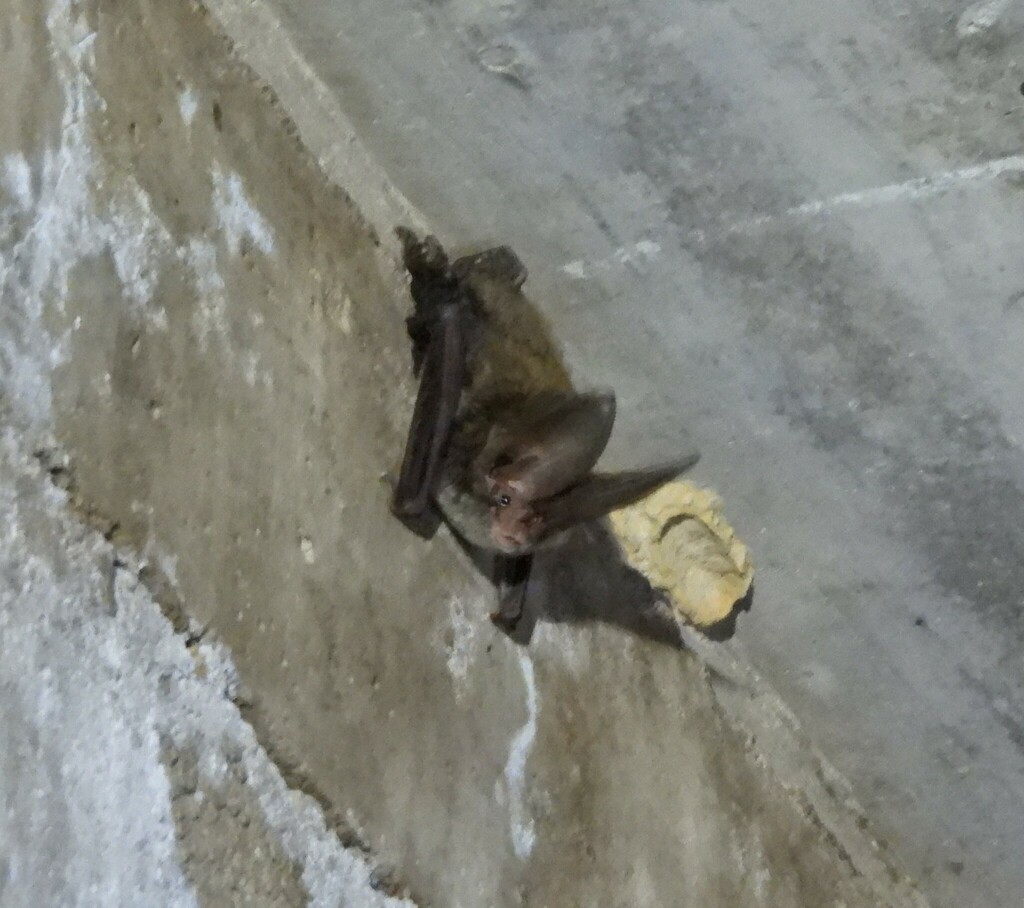 Rafinesque's Big-eared Bat from Harrison County, TX, USA on June 9 ...