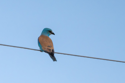 Carraca europea (Coracias garrulus)