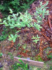 Weinmannia trichosperma