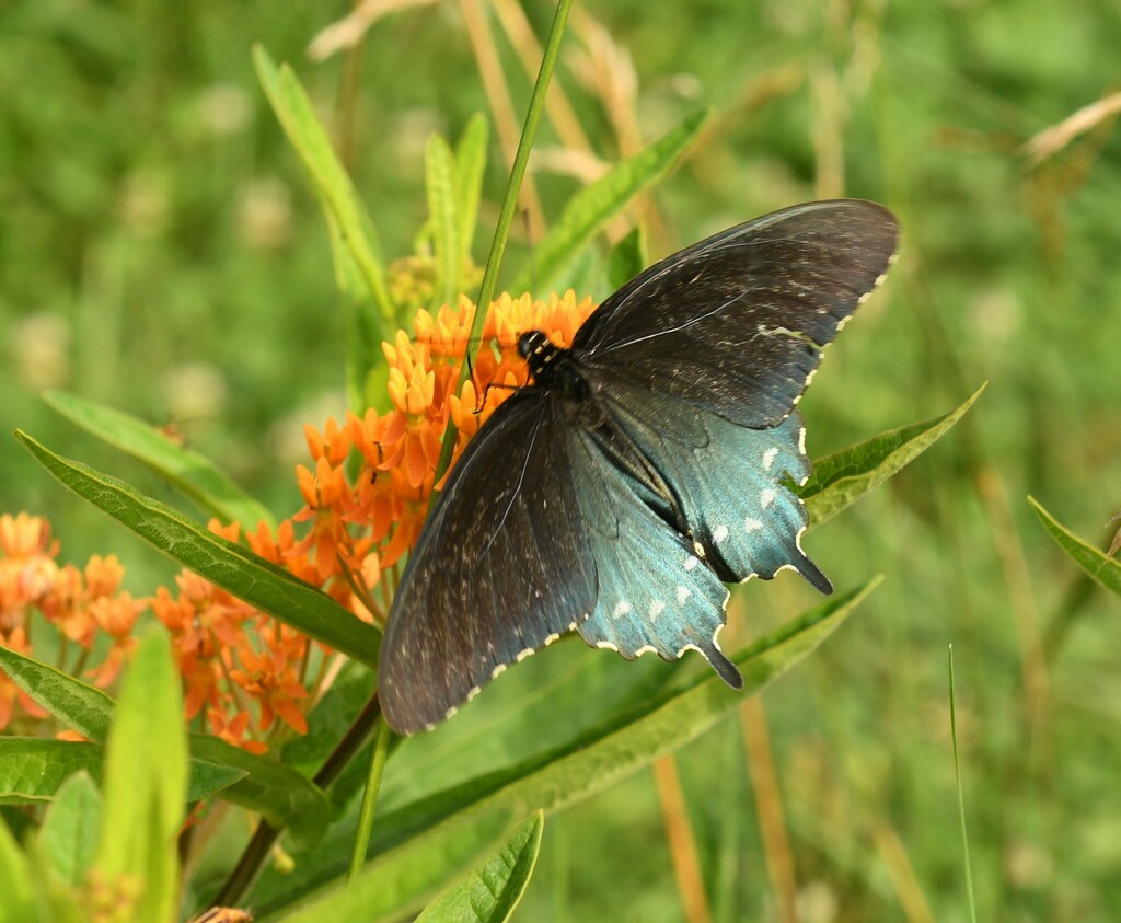 Pipevine Swallowtail from Washington County AR USA on June 9 2024 at