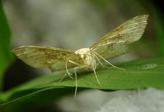 Corymica deducta