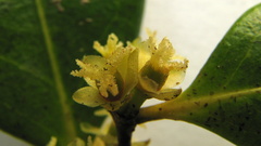 Chaetocarpus myrsinites
