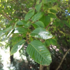 Nothofagus alpina