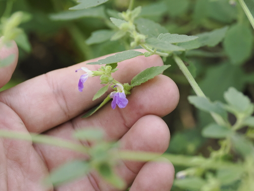 Anisomeles moschata (Anisomeles moschata)