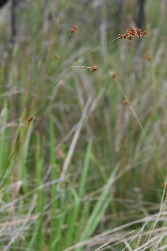 Rhynchospora rugosa