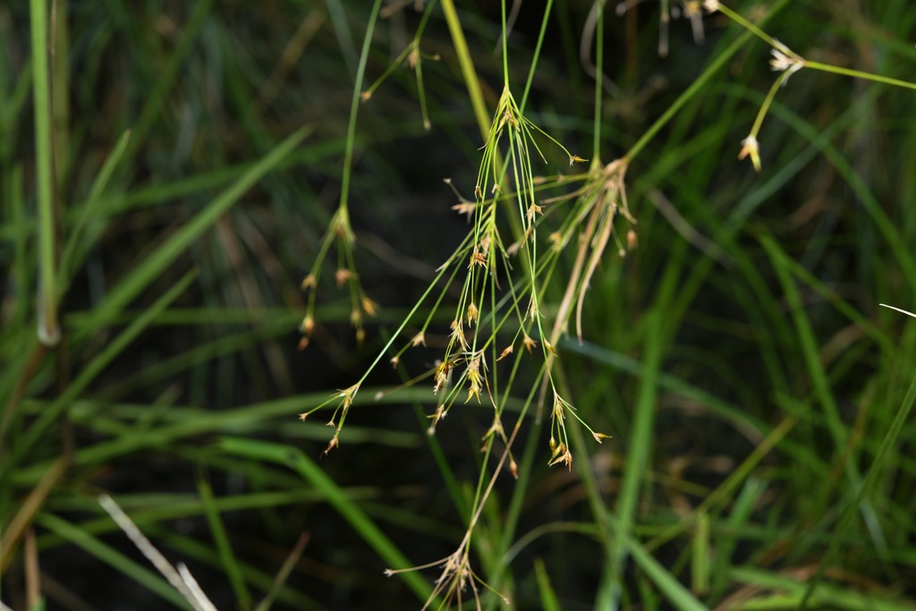 Rhynchospora triflora (Rhynchospora triflora)