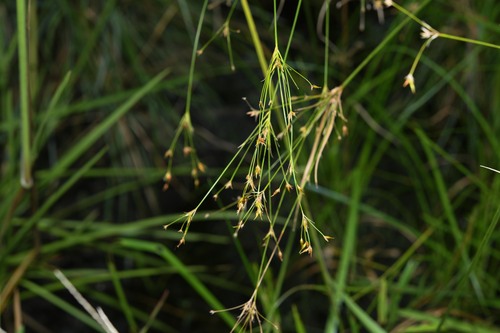 Rhynchospora triflora