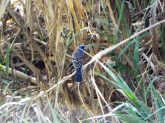 Passerina caerulea