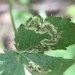 Phytomyza saniculae - Photo (c) Merav Vonshak, algunos derechos reservados (CC BY-NC), uploaded by Merav Vonshak