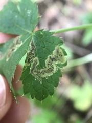 Phytomyza saniculae