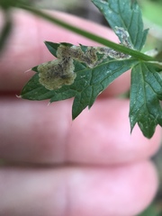 Phytomyza saniculae