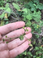 Phytomyza saniculae