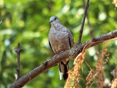 Columbina inca