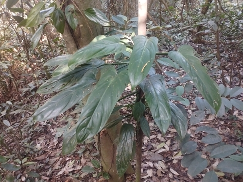 Foto de Pacová roxo