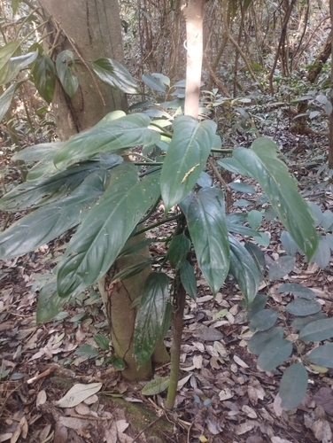 Foto de Pacová roxo