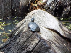 Kinosternon hirtipes murrayi