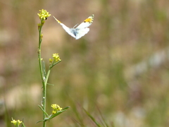Anthocharis julia flora