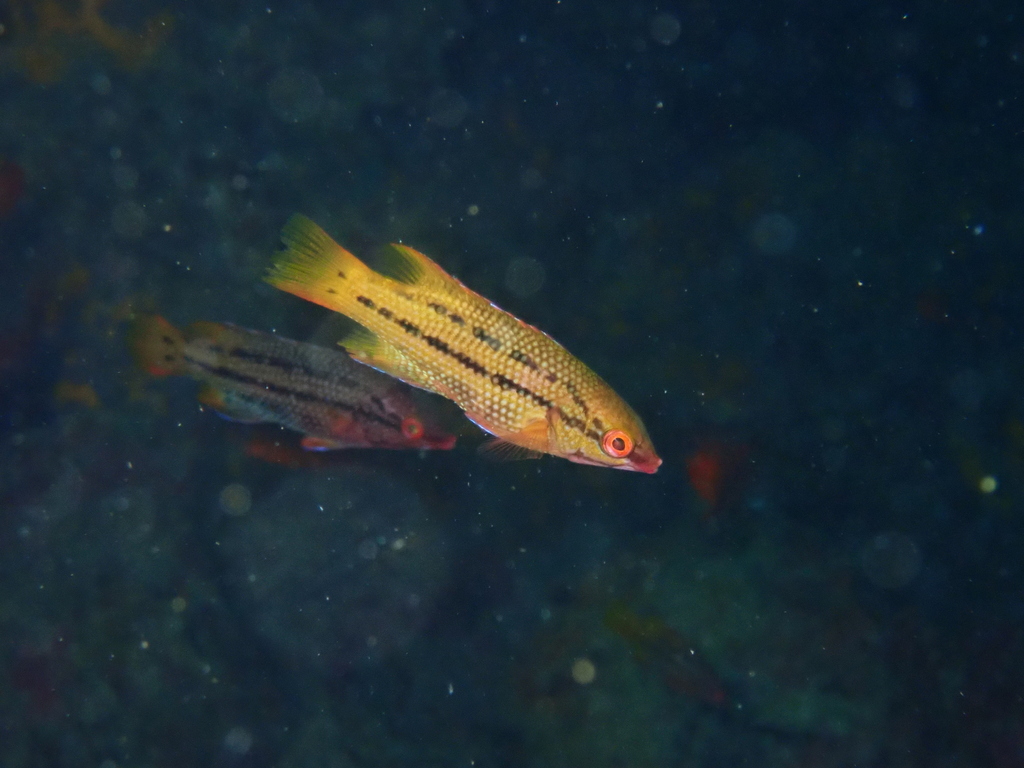 Mexican Hogfish