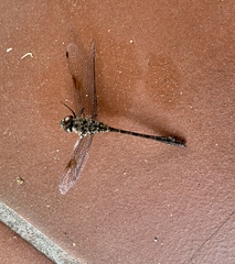 Gomphaeschna antilope