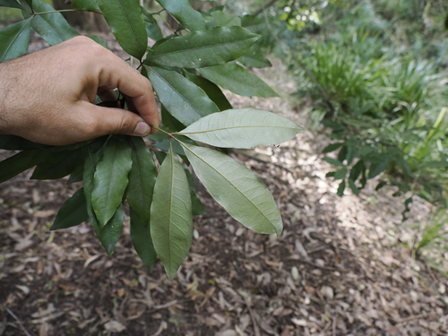 Image of White Booyong (Argyrodendron trifoliolatum) by (c) Lucas Christofides, some rights reserved (CC BY)