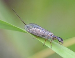 Raphidiinae