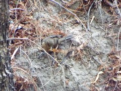 Turdus grayi