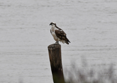 Pandion haliaetus