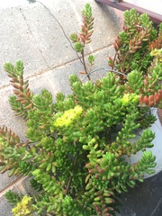 Sedum × rubrotinctum