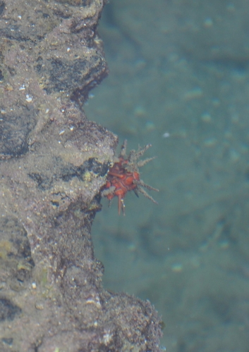 Red Lance Urchin (Stylocidaris affinis)