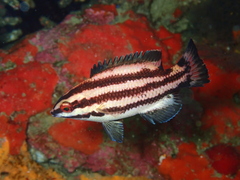 Brown Hogfish photo 2