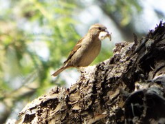 Passer domesticus