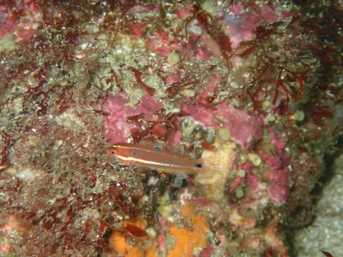 Chameleon Wrasse