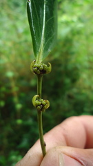 Chaetocarpus myrsinites