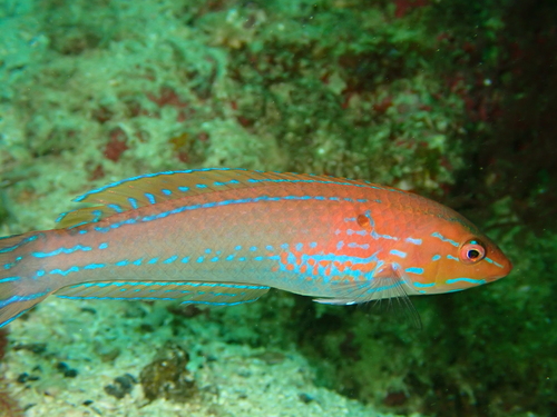 Chameleon Wrasse