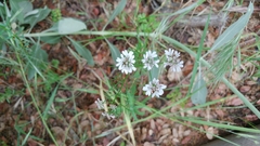 Scandix pecten-veneris