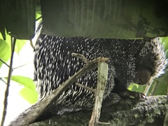 Coendou longicaudatus
