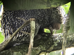 Coendou longicaudatus