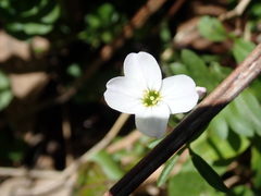 Cardamine pratensis