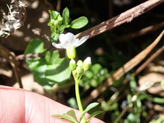 Cardamine pratensis