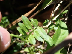 Cardamine pratensis