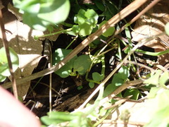 Cardamine pratensis