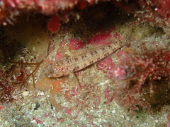 Cable's Goby photo 2