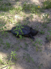 Macrochelys temminckii