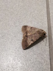 Pandesma quenavadi