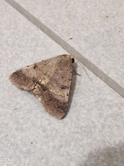 Pandesma quenavadi